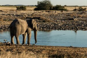5 Days Tanzania Safari from Manyara