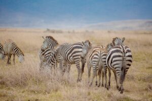 3 Days Best Luxury Safari in Tarangire National Park