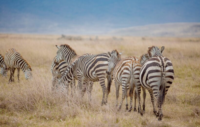 3 Days Best Luxury Safari in Tarangire National Park