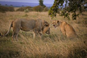4-Days Luxury Serengeti Safari Fly in, Fly out Adventure Serengeti