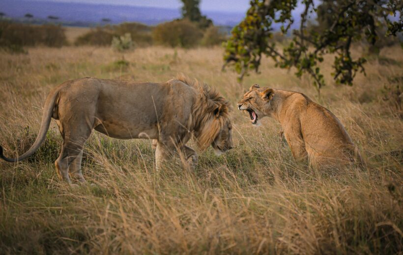4-Days Luxury Serengeti Safari Fly in, Fly out Adventure Serengeti